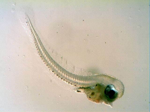 juvanile Blenniidae 02-07-10